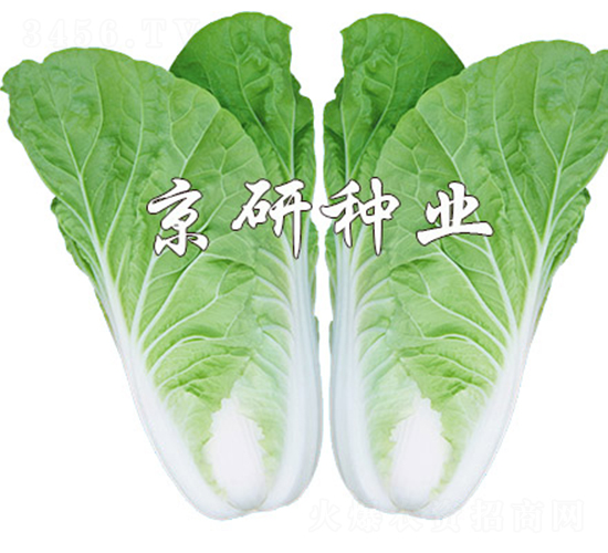 京研快菜8號-快菜種子-京研