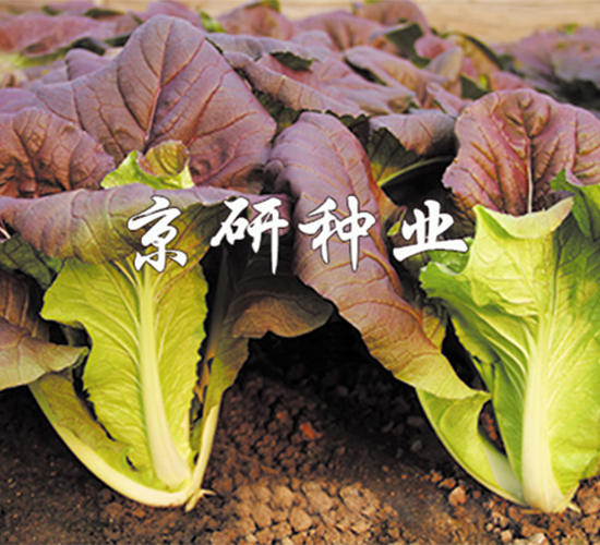 京研紫快菜-快菜種子-京研