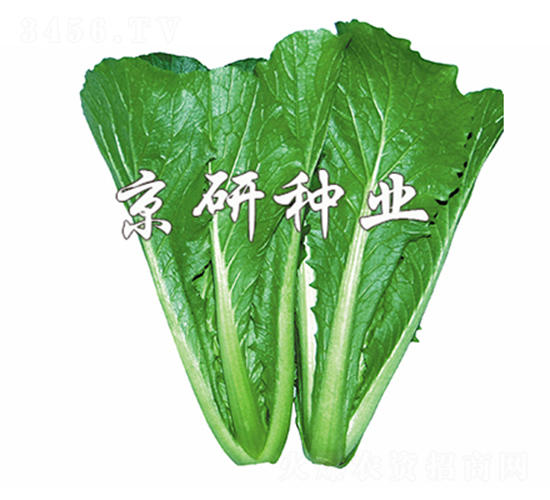 綠快3號-快菜種子-京研