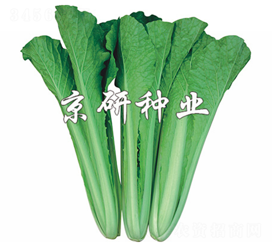 四季快菜1號-快菜種子-京研
