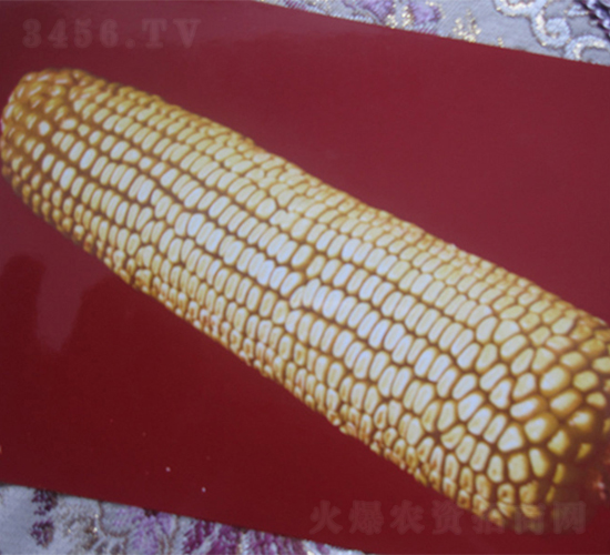 è¾²å…‰3-çŽ‰ç±³ç¨®å­-è¾²å…‰ç¨®æ¥­(yÃ¨)