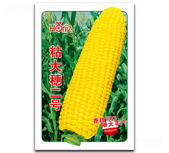 粘大穗二號-糯玉米種子-荷瑞斯