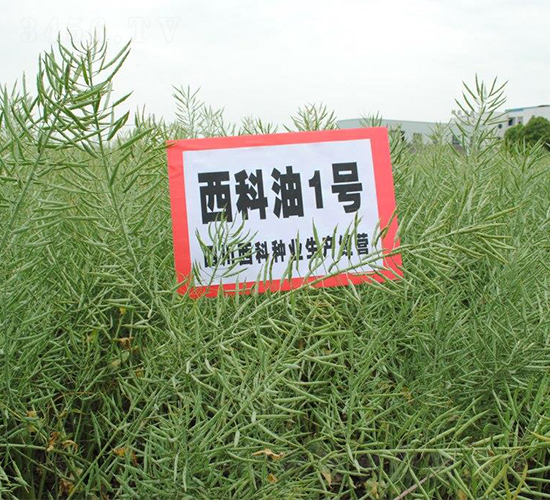 西科油1號-油菜種子-西科農業(yè)