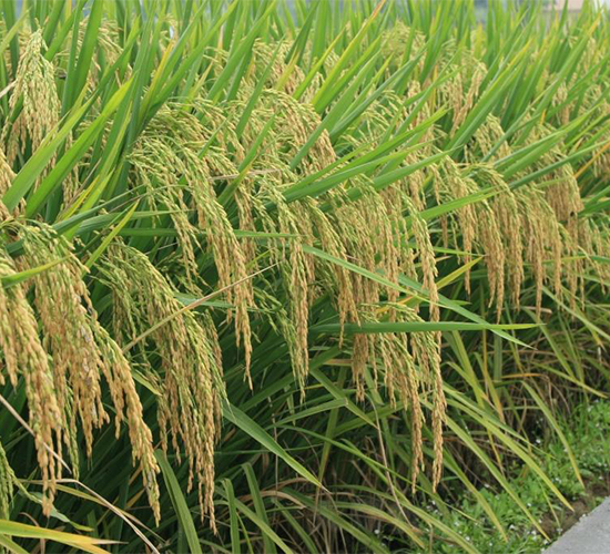 B優(yōu)268-水稻種子-西科農(nóng)業(yè)