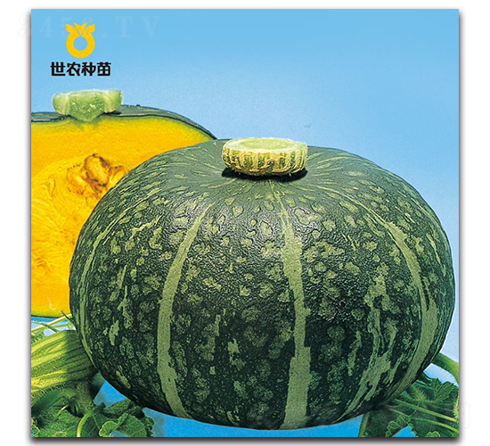 甜栗-南瓜種子-世農(nóng)種苗