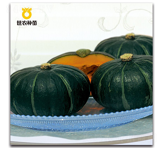 黑貝-南瓜種子-世農(nóng)種苗