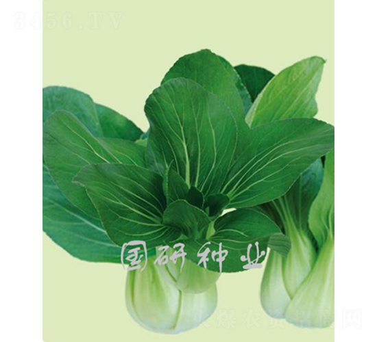 油青青梗菜-油菜種子-國研種業(yè)