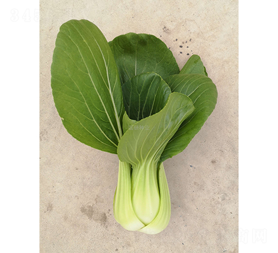 æ²¹ç¶ 508-æ²¹èœç¨®å­-åœ‹(guÃ³)ç ”ç¨®æ¥­(yÃ¨)