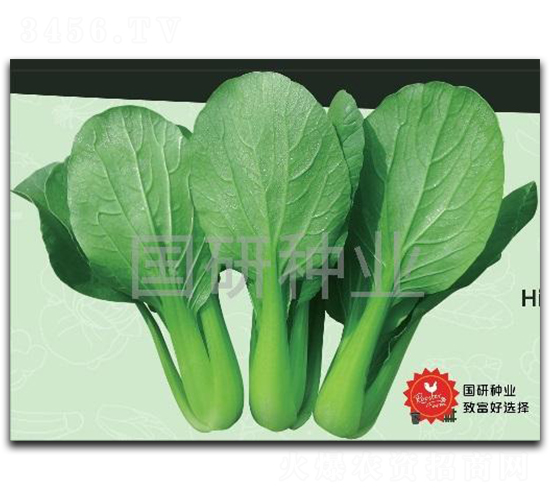 油綠302-油菜種子-國(guó)研種業(yè)