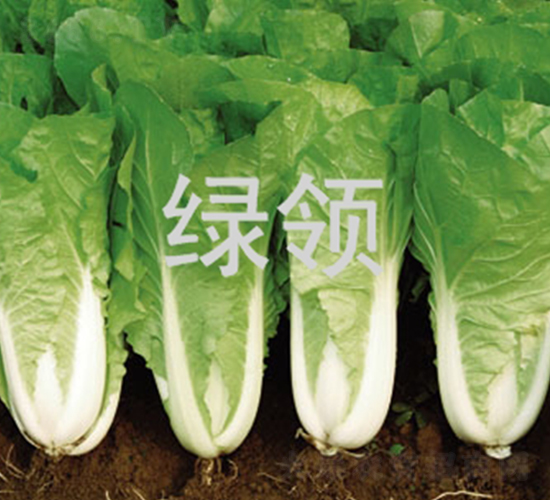 é€Ÿé¨°1259-å¿«èœç¨®å­-ç¶ é ˜(lÇng)ç¨®æ¥­(yÃ¨)