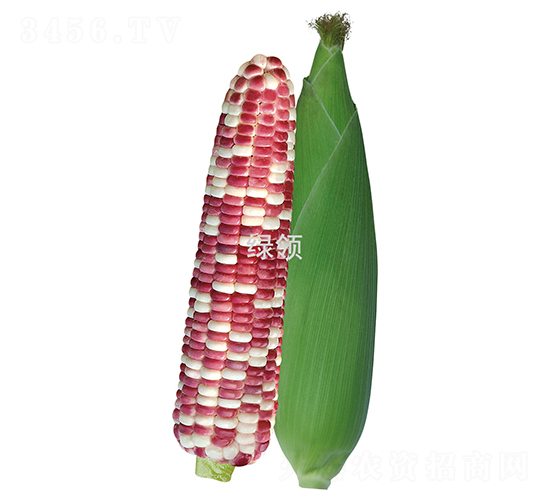 蘇糯三號-糯玉米種子-綠領(lǐng)種業(yè)