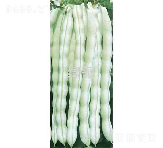 超級白玉-架豆種子-綠領(lǐng)種業(yè)
