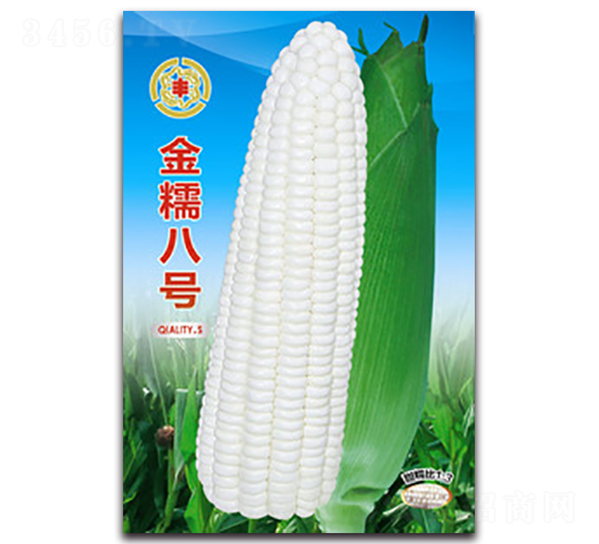 金糯八號(hào)-糯玉米種子-三主糧