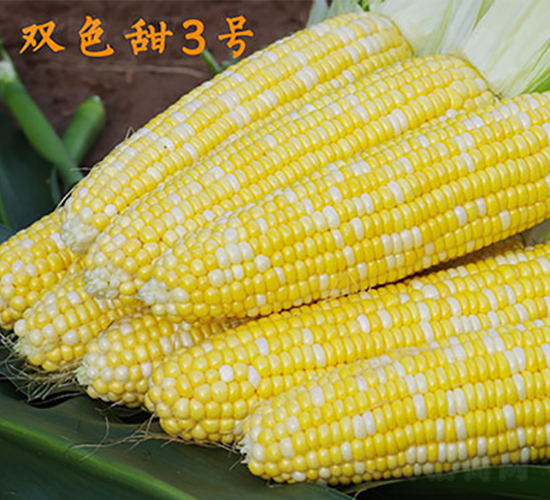 雙色甜3號(hào)-甜玉米種子-金農(nóng)科