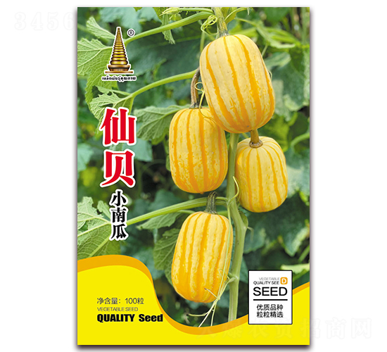 仙貝小南瓜-南瓜種子-中江農(nóng)業(yè)