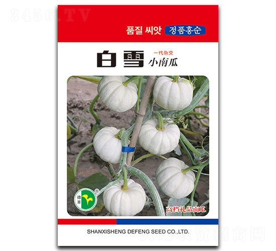白雪-南瓜種子-德豐種業(yè)