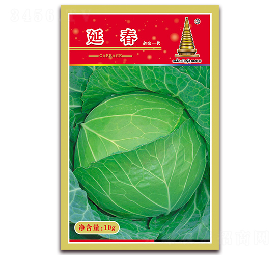 延春-甘藍(lán)種子-中江農(nóng)業(yè)
