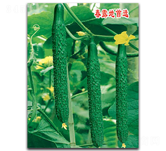 豐農五-黃瓜種子-豐農農業(yè)