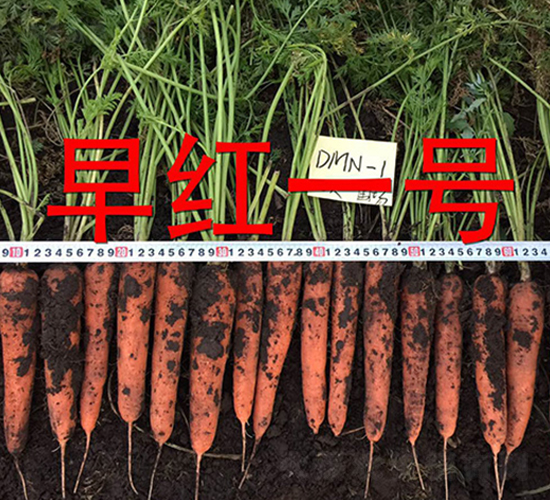 早紅一號(hào)-蘿卜種子-多美農(nóng)