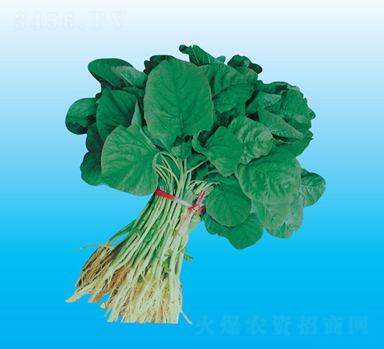 臺(tái)灣油莧菜-莧菜種子-天龍種業(yè)