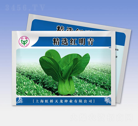 精選紅明青-青梗菜種子-天龍種業(yè)