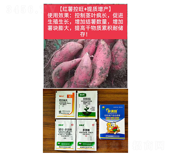 ã€ç´…è–¯æŽ§æ—º+æè³ª(zhÃ¬)å¢žç”¢(chÇŽn)ã€‘-èƒ–æ»¿åœ’-ç³§æ»¿å™¸
