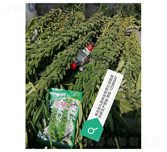 寶塔芝一號芝麻種子實(shí)例圖