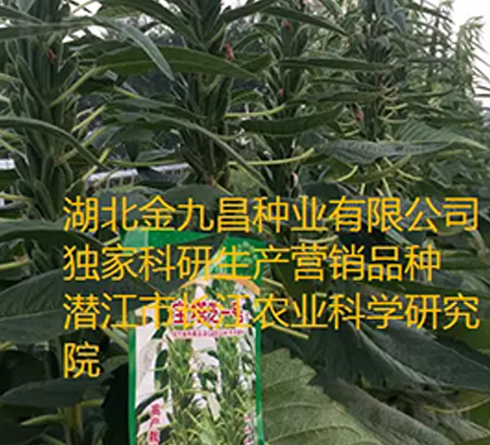 寶塔芝一號(hào)芝麻種子品種