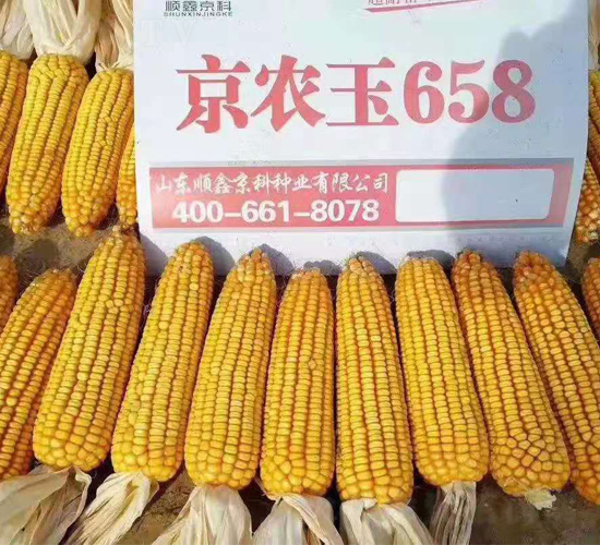 京農(nóng)玉658-玉米種子-農(nóng)邦樂(lè)