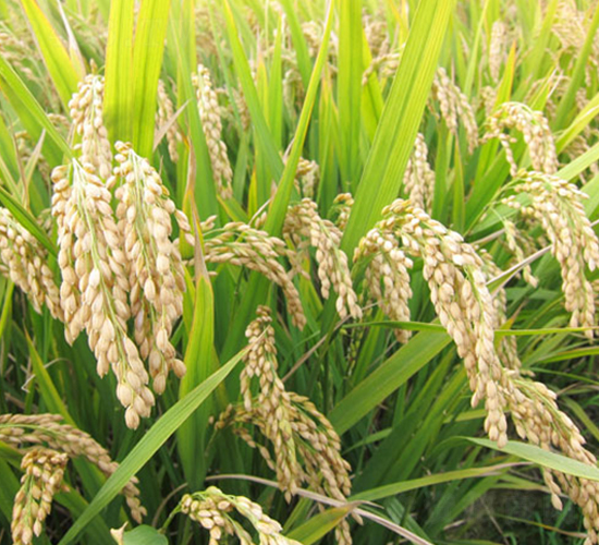 武運(yùn)粳23號(hào)-粳稻種子-中江種業(yè)