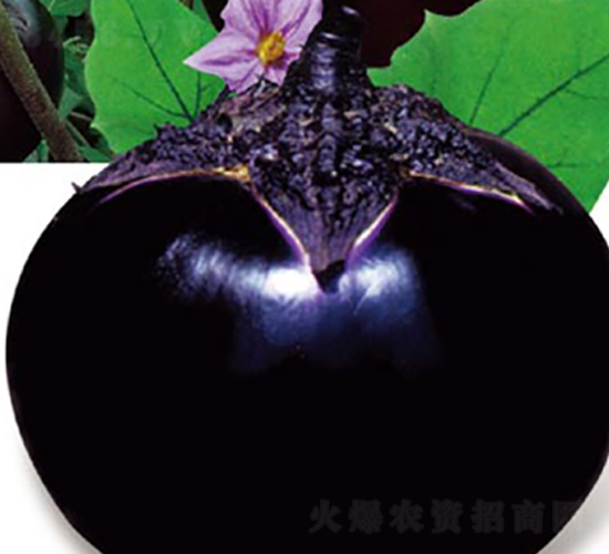 å¤©ä¸‹ç¬¬ä¸€é»‘èŒ„çŽ‹-èŒ„å­ç¨®å­-é«˜ç«¯ç¨®æ¥­(yÃ¨)