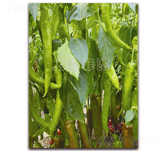 天威五號(hào)-辣椒種子-菲圖種業(yè)