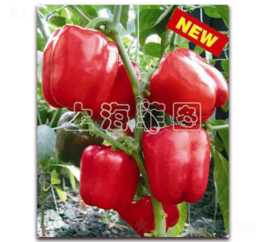 è¯å¤ç´…æ˜Ÿ-ç”œæ¤’ç¨®å­-è²åœ–ç¨®æ¥­(yÃ¨)