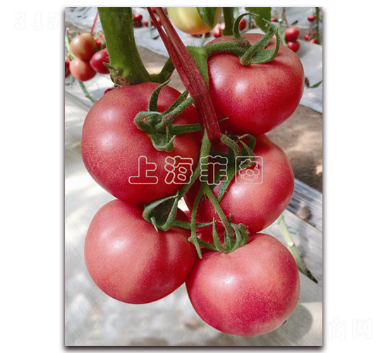çµ•å‘³-ç‰¹è‰²ç•ªèŒ„ç¨®å­-è²åœ–ç¨®æ¥­(yÃ¨)