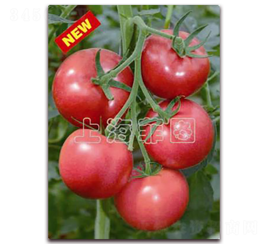 瑞星八號(hào)-抗TY粉果番茄種子-菲圖種業(yè)