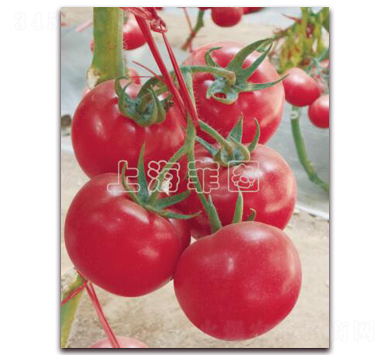 ç‘žæ˜Ÿç«‹ç¾¤-æŠ—TYç²‰æžœç•ªèŒ„ç¨®å­-è²åœ–ç¨®æ¥­(yÃ¨)