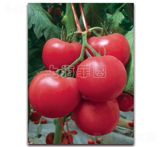 瑞星飛天-抗TY粉果番茄種子-菲圖種業(yè)