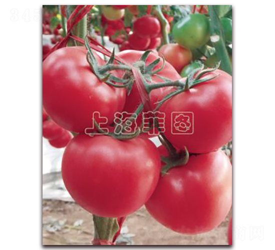 瑞星超群-抗TY粉果番茄種子-菲圖種業(yè)
