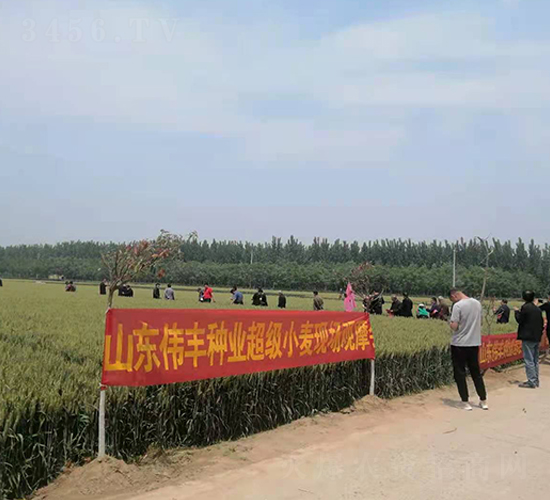 山東偉豐種業(yè)超級(jí)小麥現(xiàn)場(chǎng)觀摩會(huì)