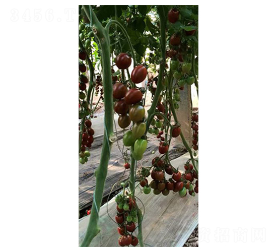 é»‘å°å­-åœ£å¥³æžœç¨®å­-æ°¸ç¦¾å®‰ç¨®æ¥­(yÃ¨)