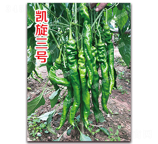 凱旋三號-螺絲椒種子-南澳綠亨
