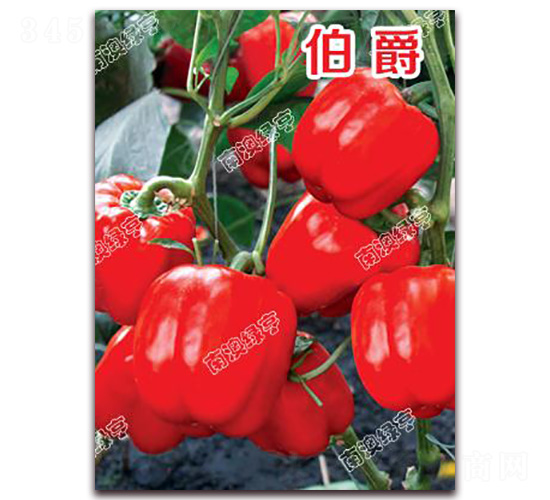 伯爵-甜椒種子-南澳綠亨