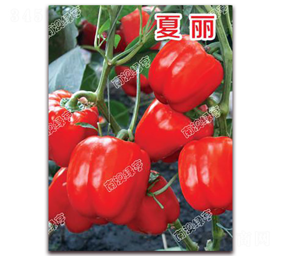 å¤éº—-ç”œæ¤’ç¨®å­-å—æ¾³ç¶ äº¨
