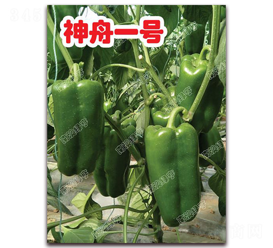 神舟一號(hào)-甜椒種子-南澳綠亨