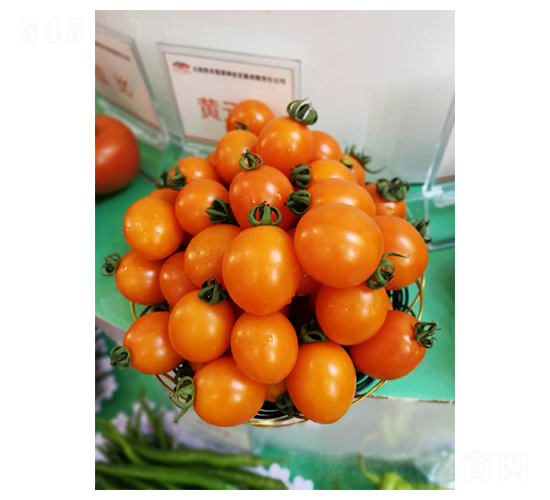 åœ£å¥³æžœç¨®å­-è‹±æ ¼è˜­ä»•