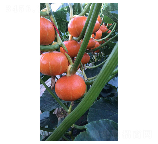 å—ç“œç¨®å­-è‹±æ ¼è˜­ä»•