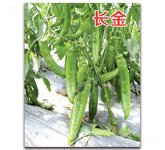 長(zhǎng)金-尖椒種子-南澳綠亨