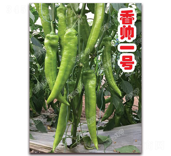 香帥一號(hào)-尖椒種子-南澳綠亨