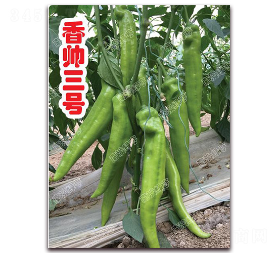 香帥三號(hào)-尖椒種子-南澳綠亨