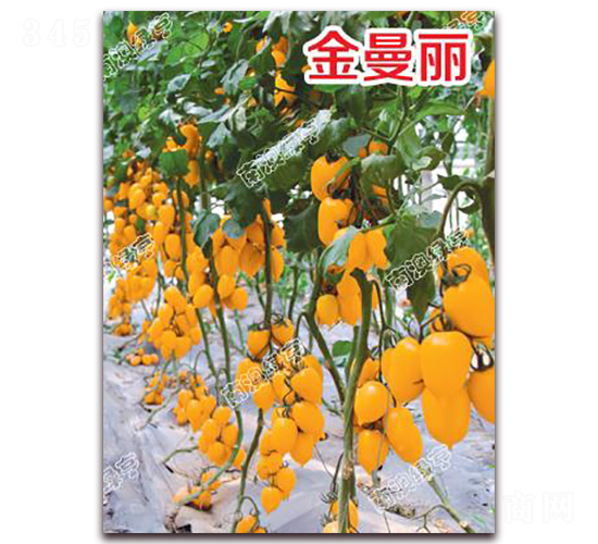 é‡‘æ›¼éº—-ç‰¹è‰²ç•ªèŒ„ç¨®å­-å—æ¾³ç¶ äº¨